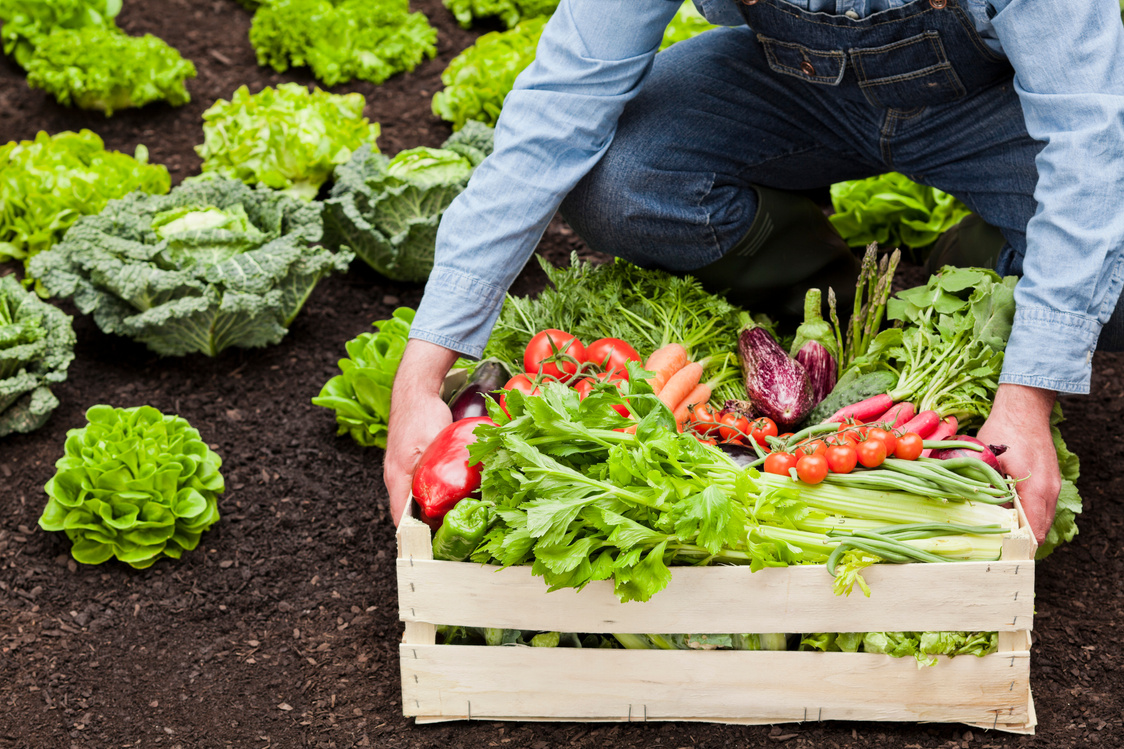 Organic food